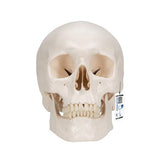 Classic Human Skull Model, 3 part - 3B Smart Anatomy