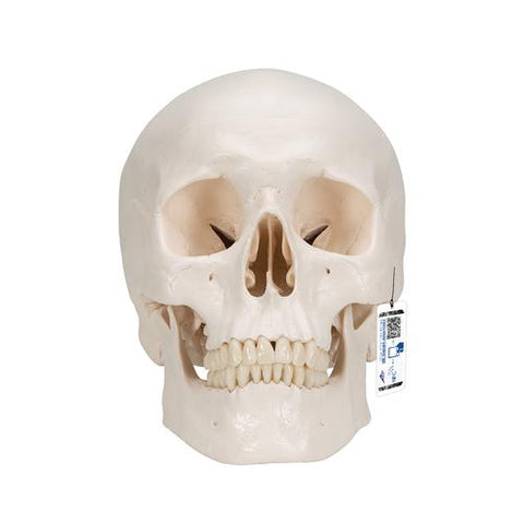 Classic Human Skull Model, 3 part - 3B Smart Anatomy