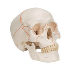 Numbered Human Classic Skull Model, 3 part - 3B Smart Anatomy