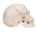 Numbered Human Classic Skull Model, 3 part - 3B Smart Anatomy