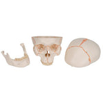 Numbered Human Classic Skull Model, 3 part - 3B Smart Anatomy