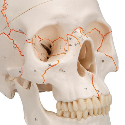 Numbered Human Classic Skull Model, 3 part - 3B Smart Anatomy