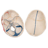 Classic Human Skull Model painted, with Opened Lower Jaw, 3 part - 3B Smart Anatomy