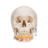 Classic Human Skull Model with Opened Lower Jaw, 3 part - 3B Smart Anatomy