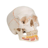 Classic Human Skull Model with Opened Lower Jaw, 3 part - 3B Smart Anatomy