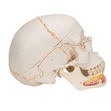 Classic Human Skull Model with Opened Lower Jaw, 3 part - 3B Smart Anatomy
