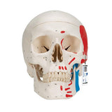 Classic Human Skull Model painted, 3 part - 3B Smart Anatomy