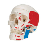 Classic Human Skull Model painted, 3 part - 3B Smart Anatomy