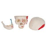 Classic Human Skull Model painted, 3 part - 3B Smart Anatomy