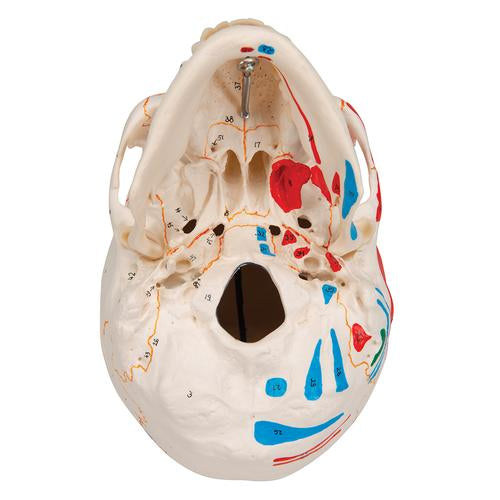 Classic Human Skull Model painted, 3 part - 3B Smart Anatomy