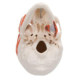 TMJ Human Skull Model, Demonstrates Functions of Masticator Muscles, 2 part - 3B Smart Anatomy