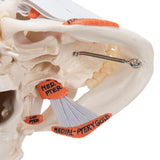 TMJ Human Skull Model, Demonstrates Functions of Masticator Muscles, 2 part - 3B Smart Anatomy