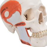 TMJ Human Skull Model, Demonstrates Functions of Masticator Muscles, 2 part - 3B Smart Anatomy