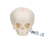 Foetal Skull Model, Natural Cast, 30th Week of Pregnancy - 3B Smart Anatomy