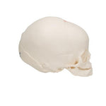 Foetal Skull Model, Natural Cast, 30th Week of Pregnancy - 3B Smart Anatomy