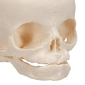 Foetal Skull Model, Natural Cast, 30th Week of Pregnancy - 3B Smart Anatomy