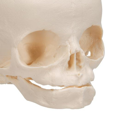 Foetal Skull Model, Natural Cast, 30th Week of Pregnancy - 3B Smart Anatomy
