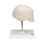 Foetal Skull Model, Natural Cast, 30th week of Pregnancy, on Stand - 3B Smart Anatomy