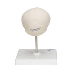 Foetal Skull Model, Natural Cast, 30th week of Pregnancy, on Stand - 3B Smart Anatomy