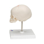 Foetal Skull Model, Natural Cast, 30th week of Pregnancy, on Stand - 3B Smart Anatomy