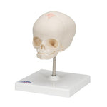 Foetal Skull Model, Natural Cast, 30th week of Pregnancy, on Stand - 3B Smart Anatomy