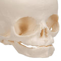 Foetal Skull Model, Natural Cast, 30th week of Pregnancy, on Stand - 3B Smart Anatomy