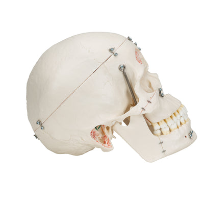 Deluxe Human Demonstration Dental Skull Model, 10 part - 3B Smart Anatomy