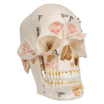 Deluxe Human Demonstration Dental Skull Model, 10 part - 3B Smart Anatomy
