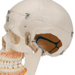 Deluxe Human Demonstration Dental Skull Model, 10 part - 3B Smart Anatomy