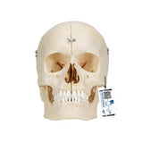 BONElike™ Human Bony Skull Model, 6 part - 3B Smart Anatomy