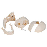 BONElike™ Human Bony Skull Model, 6 part - 3B Smart Anatomy