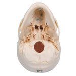 BONElike™ Human Bony Skull Model, 6 part - 3B Smart Anatomy
