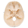 BONElike™ Human Bony Skull Model, 6 part - 3B Smart Anatomy