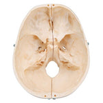 BONElike™ Human Bony Skull Model, 6 part - 3B Smart Anatomy