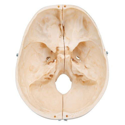 BONElike™ Human Bony Skull Model, 6 part - 3B Smart Anatomy