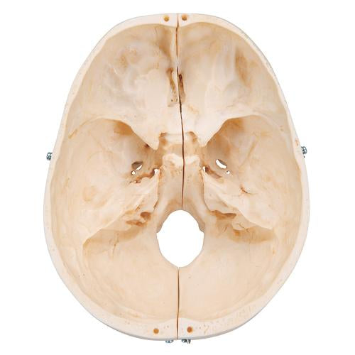 BONElike™ Human Bony Skull Model, 6 part - 3B Smart Anatomy