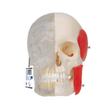 BONElike™ Human Skull Model, Half Transparent & Half Bony, 8 part - 3B Smart Anatomy