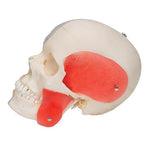 BONElike™ Human Skull Model, Half Transparent & Half Bony, 8 part - 3B Smart Anatomy