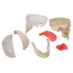 BONElike™ Human Skull Model, Half Transparent & Half Bony, 8 part - 3B Smart Anatomy