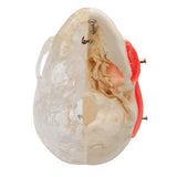 BONElike™ Human Skull Model, Half Transparent & Half Bony, 8 part - 3B Smart Anatomy