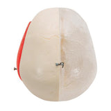 BONElike™ Human Skull Model, Half Transparent & Half Bony, 8 part - 3B Smart Anatomy