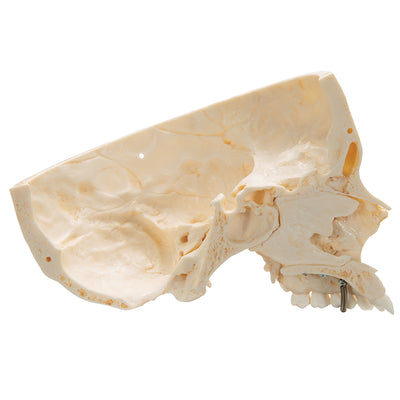 BONElike™ Human Skull Model, Half Transparent & Half Bony, 8 part - 3B Smart Anatomy