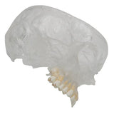 BONElike™ Human Skull Model, Half Transparent & Half Bony, 8 part - 3B Smart Anatomy