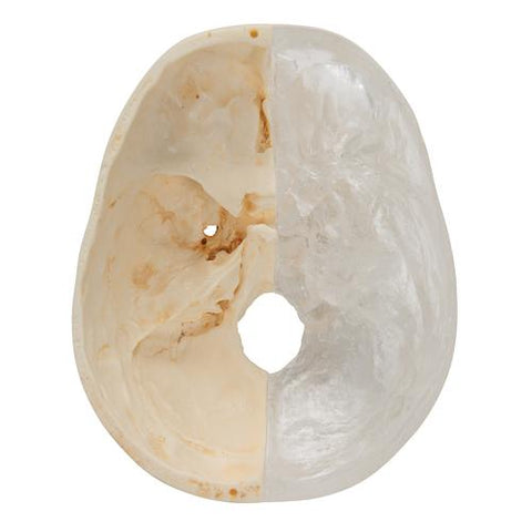 BONElike™ Human Skull Model, Half Transparent & Half Bony, 8 part - 3B Smart Anatomy