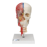 BONElike™ Human Skull Model, Half Transparent & Half Bony, Complete with Brain & Vertebrae - 3B Smart Anatomy