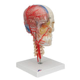 BONElike™ Human Skull Model, Half Transparent & Half Bony, Complete with Brain & Vertebrae - 3B Smart Anatomy