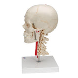 BONElike™ Human Skull Model, Half Transparent & Half Bony, Complete with Brain & Vertebrae - 3B Smart Anatomy