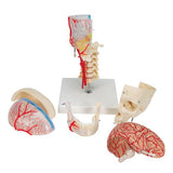 BONElike™ Human Skull Model, Half Transparent & Half Bony, Complete with Brain & Vertebrae - 3B Smart Anatomy
