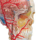 BONElike™ Human Skull Model, Half Transparent & Half Bony, Complete with Brain & Vertebrae - 3B Smart Anatomy