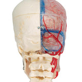 BONElike™ Human Skull Model, Half Transparent & Half Bony, Complete with Brain & Vertebrae - 3B Smart Anatomy